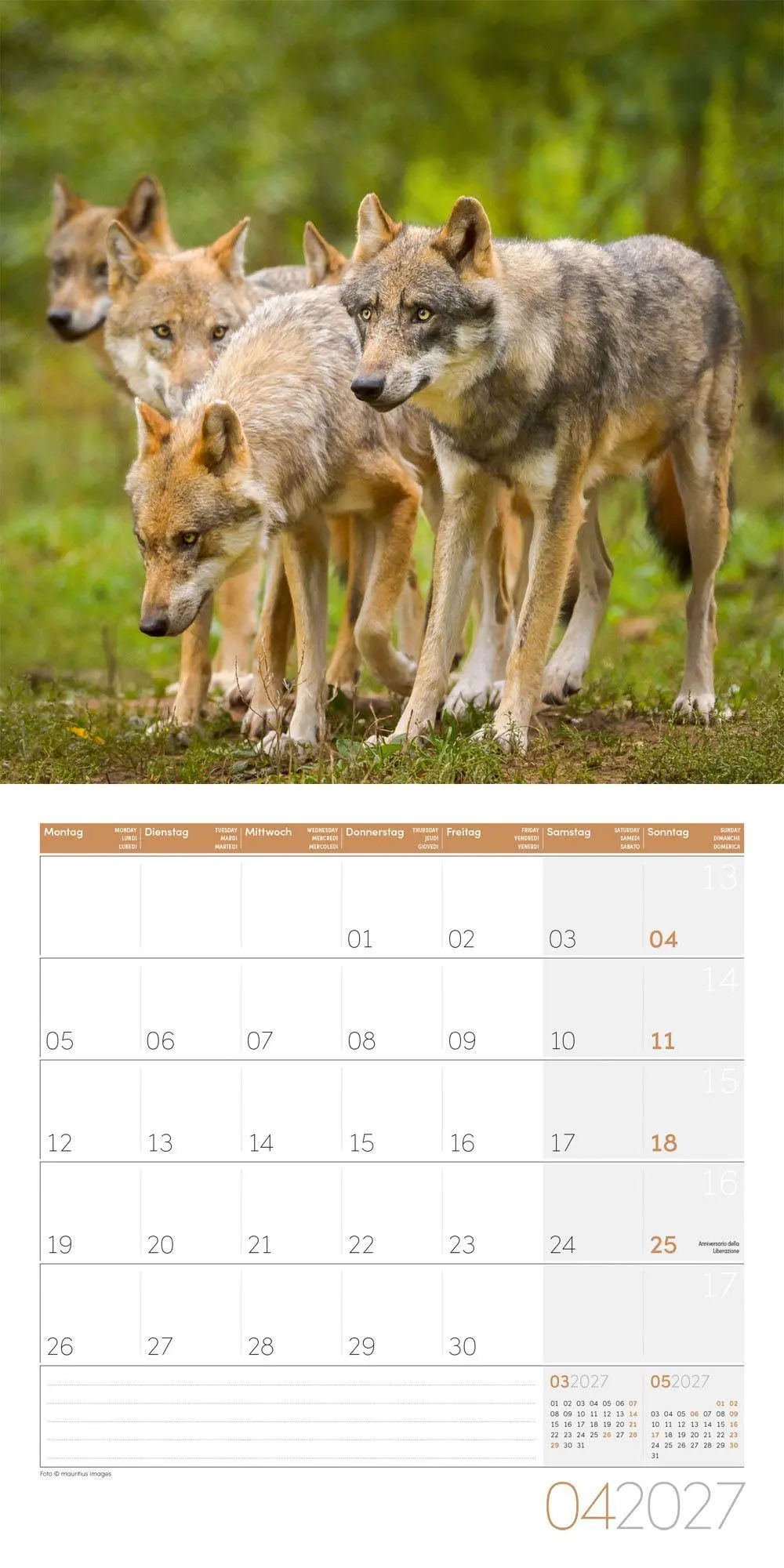 Bild: 9783838447230 | Wölfe Kalender 2027 - 30x30 - Art12 | Ackermann Kunstverlag GmbH