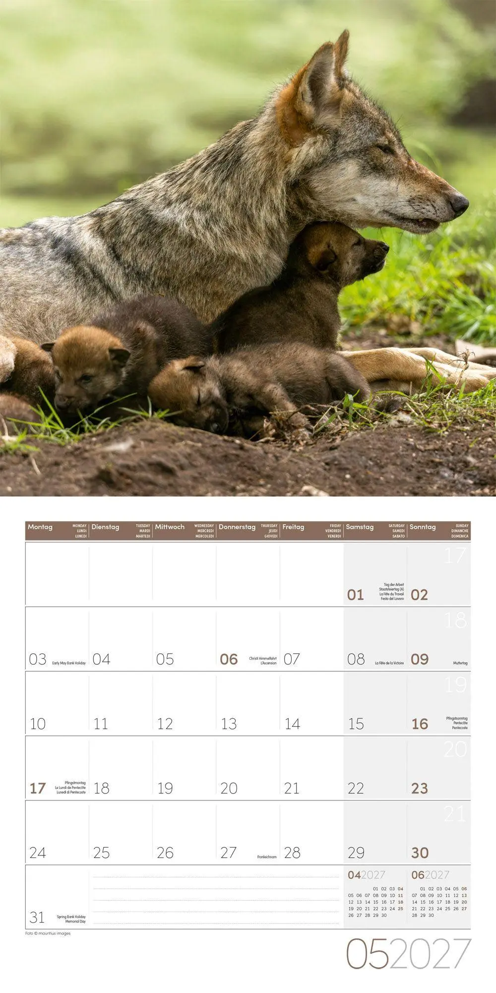 Bild: 9783838447230 | Wölfe Kalender 2027 - 30x30 - Art12 | Ackermann Kunstverlag GmbH