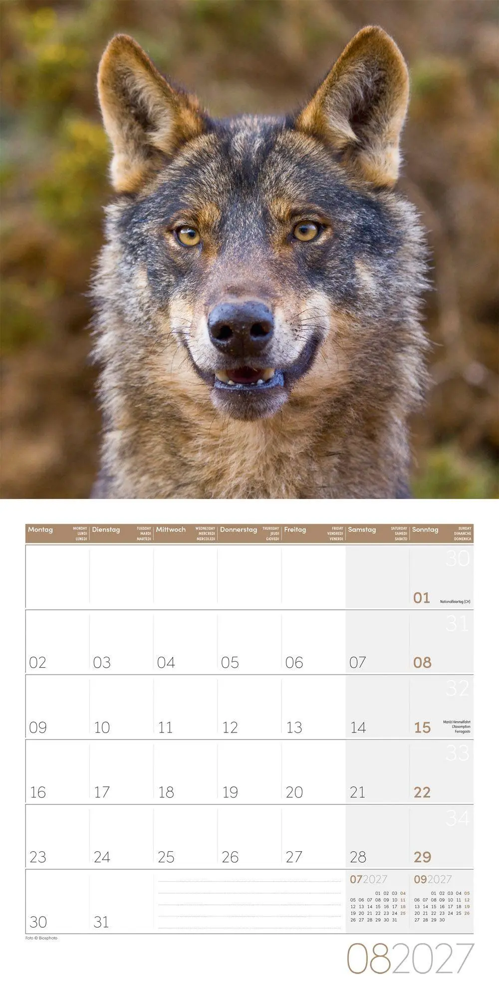 Bild: 9783838447230 | Wölfe Kalender 2027 - 30x30 - Art12 | Ackermann Kunstverlag GmbH