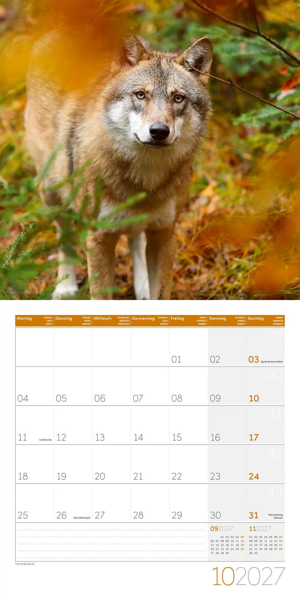 Bild: 9783838447230 | Wölfe Kalender 2027 - 30x30 - Art12 | Ackermann Kunstverlag GmbH