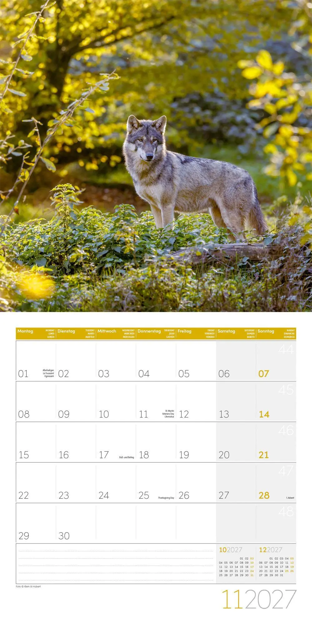 Bild: 9783838447230 | Wölfe Kalender 2027 - 30x30 - Art12 | Ackermann Kunstverlag GmbH