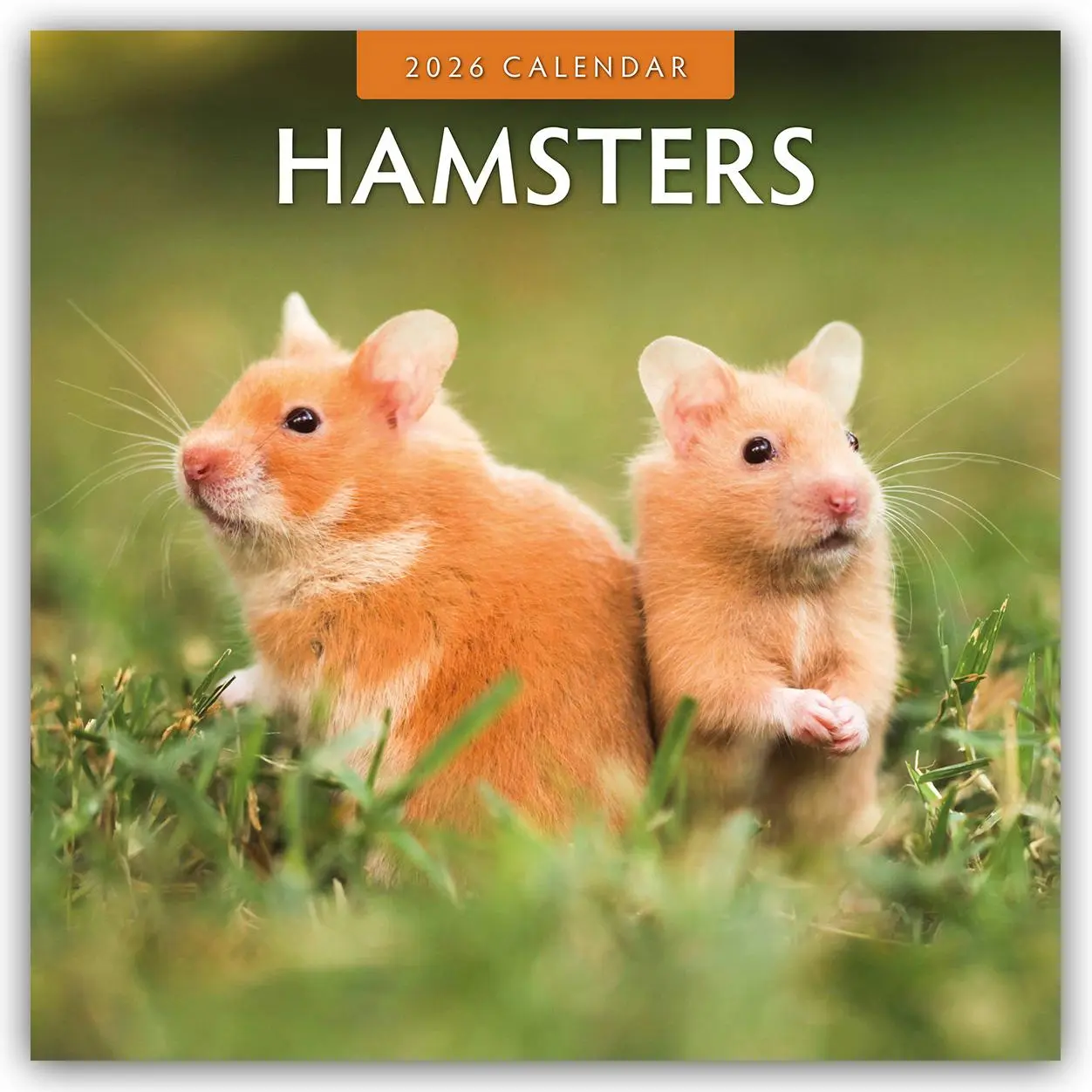 Cover: 9781804427330 | Hamsters  2026 Square Wall Calendar | Red Robin | Taschenbuch | 13 S.