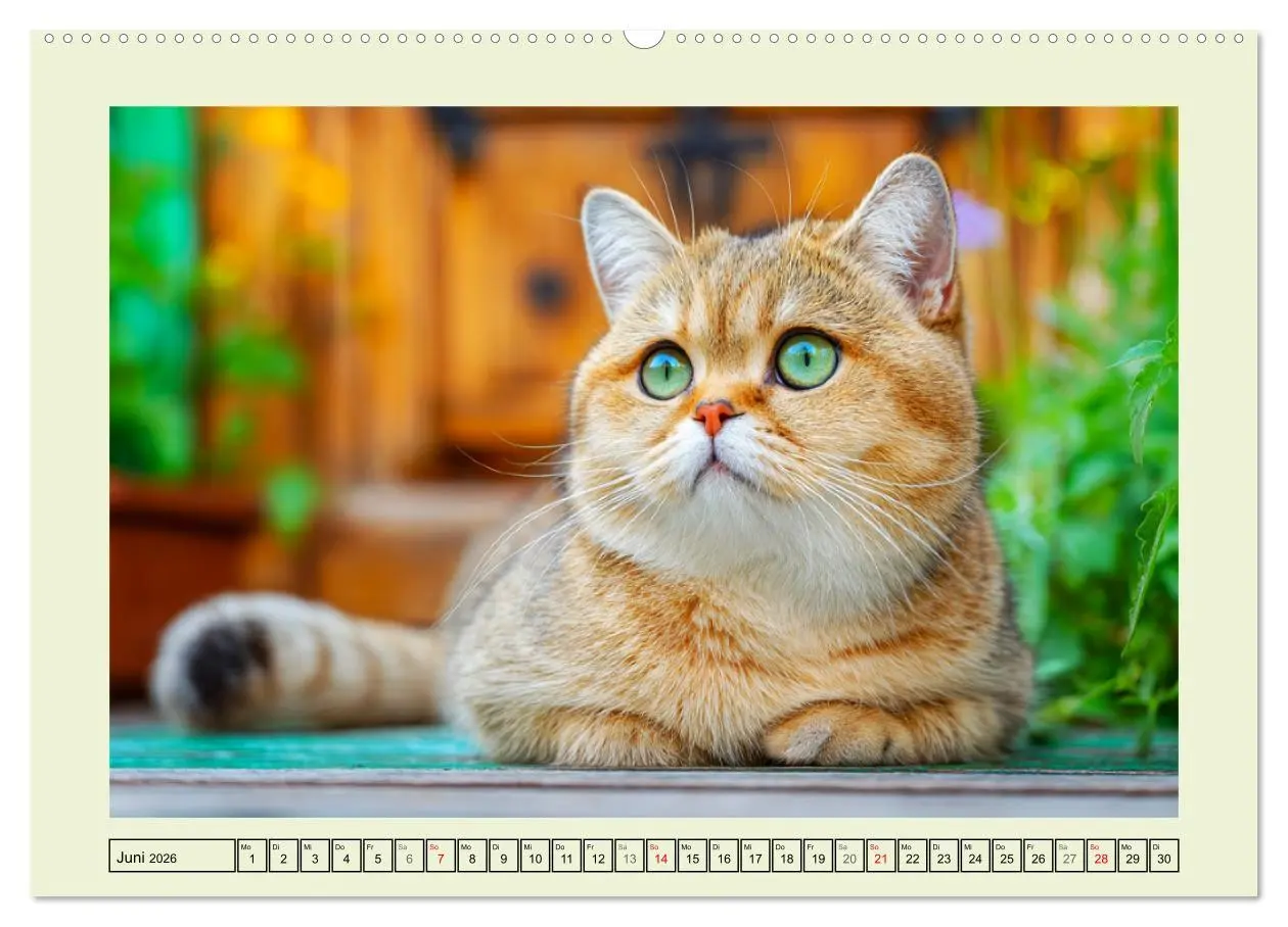 Bild: 9783516027730 | British Shorthair. Sanfte Würde und Katzenglück im Grünen...