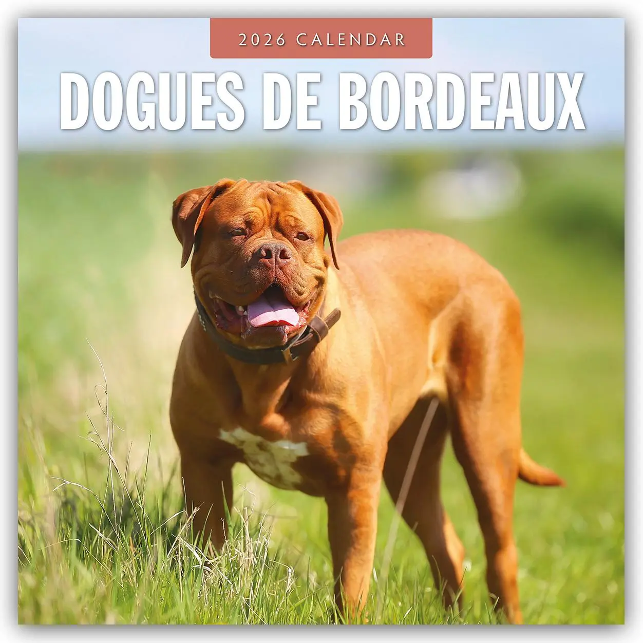Cover: 9781804428030 | Dogues de Bordeaux 2026 Square Wall Calendar | Red Robin | Taschenbuch