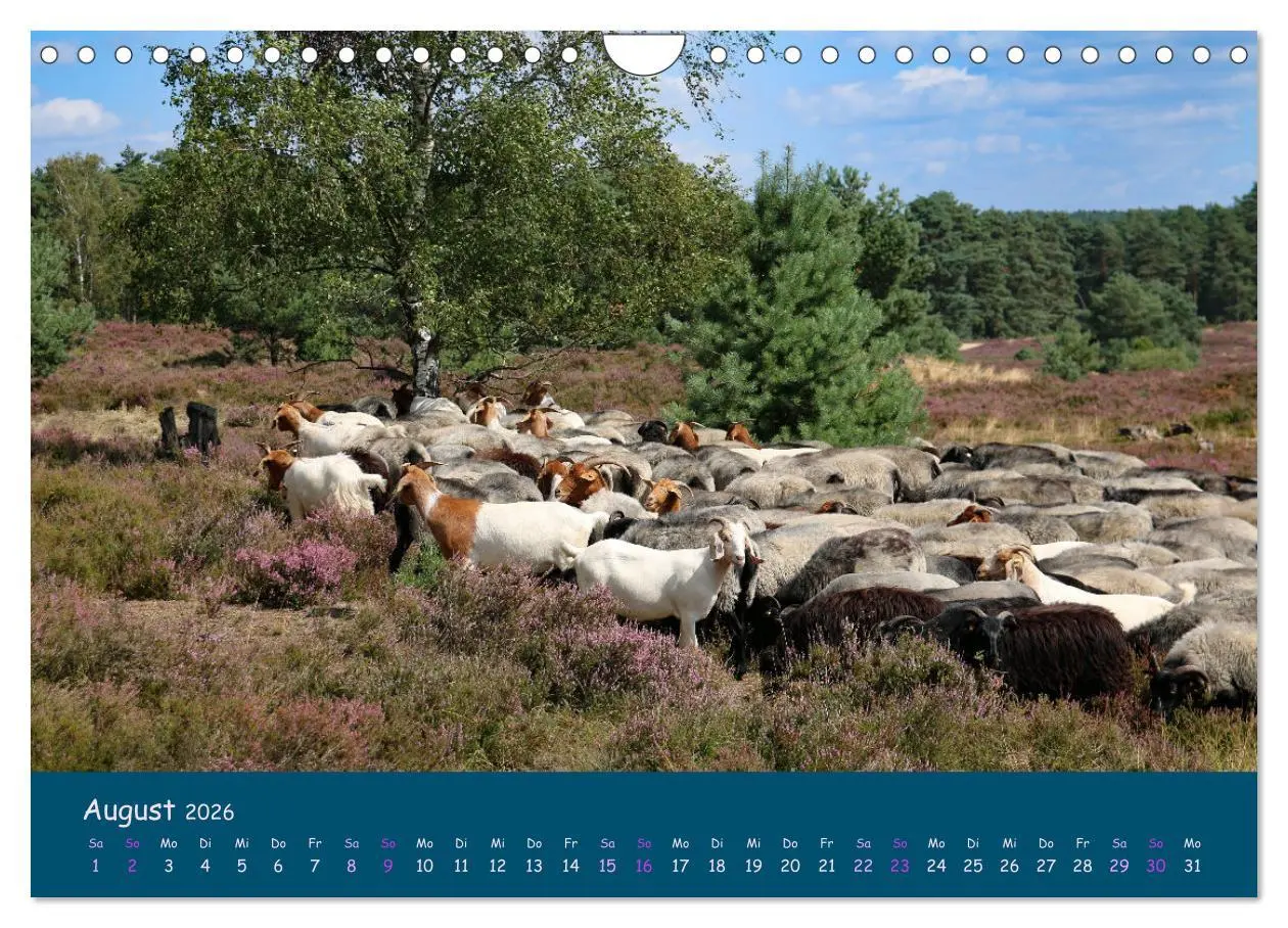 Bild: 9783457358030 | Heidschnucken, die prächtigen Schafe der Lüneburger Heide...