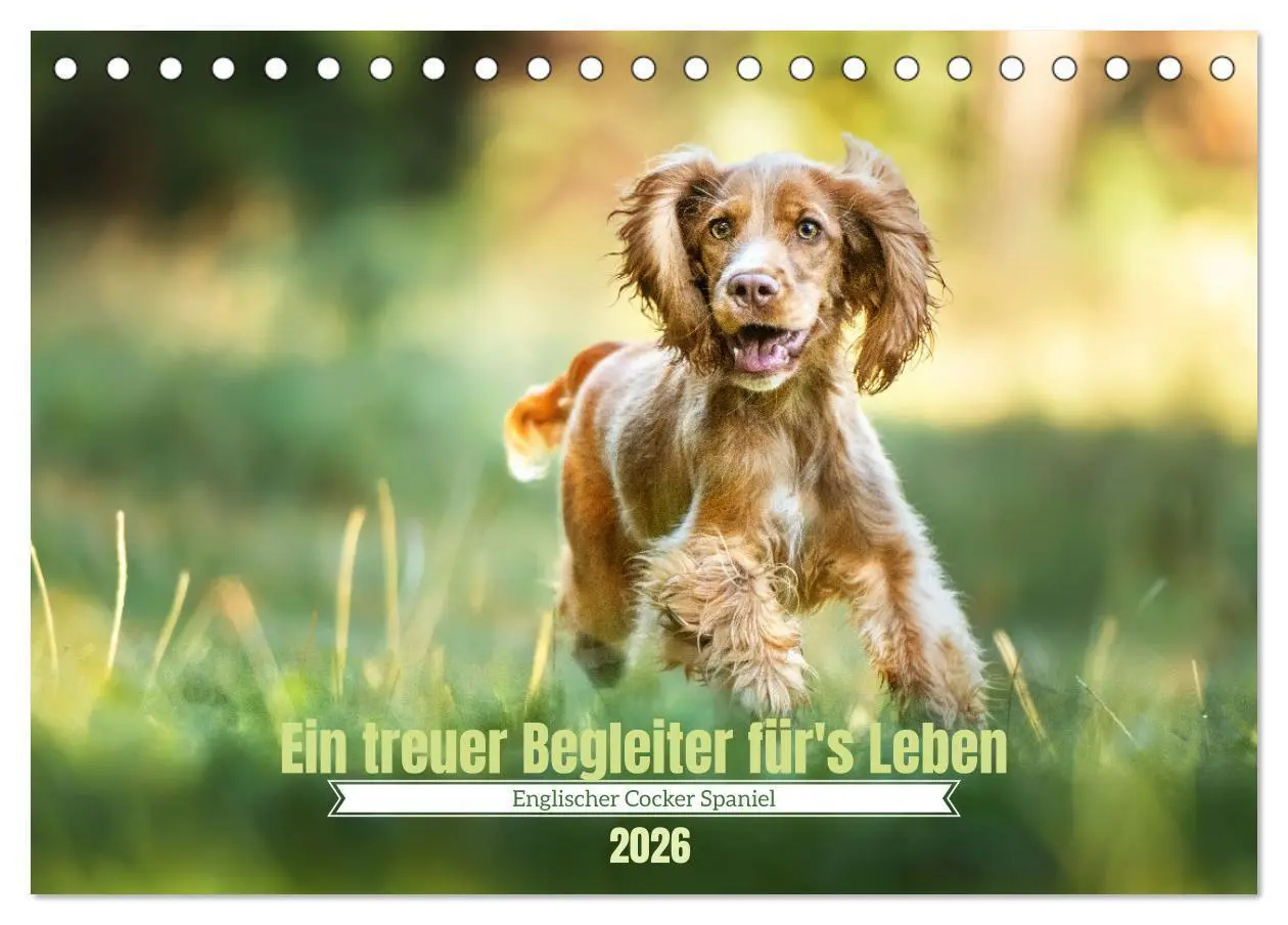 Cover: 9783457428030 | Englischer Cocker Spaniel (Tischkalender 2026 DIN A5 quer),...