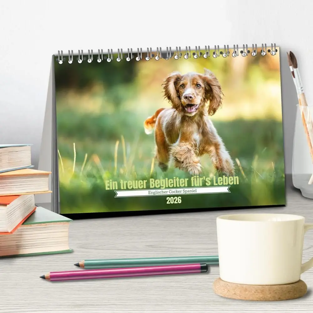 Bild: 9783457428030 | Englischer Cocker Spaniel (Tischkalender 2026 DIN A5 quer),...