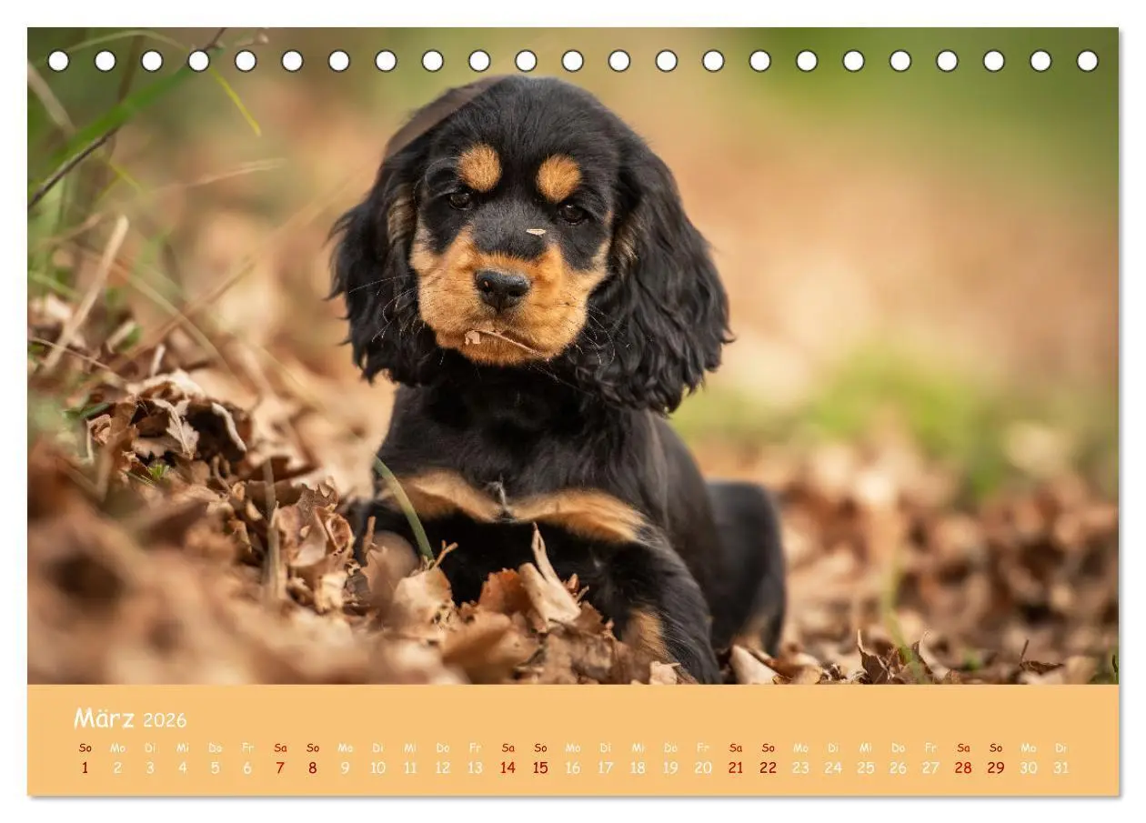 Bild: 9783457428030 | Englischer Cocker Spaniel (Tischkalender 2026 DIN A5 quer),...