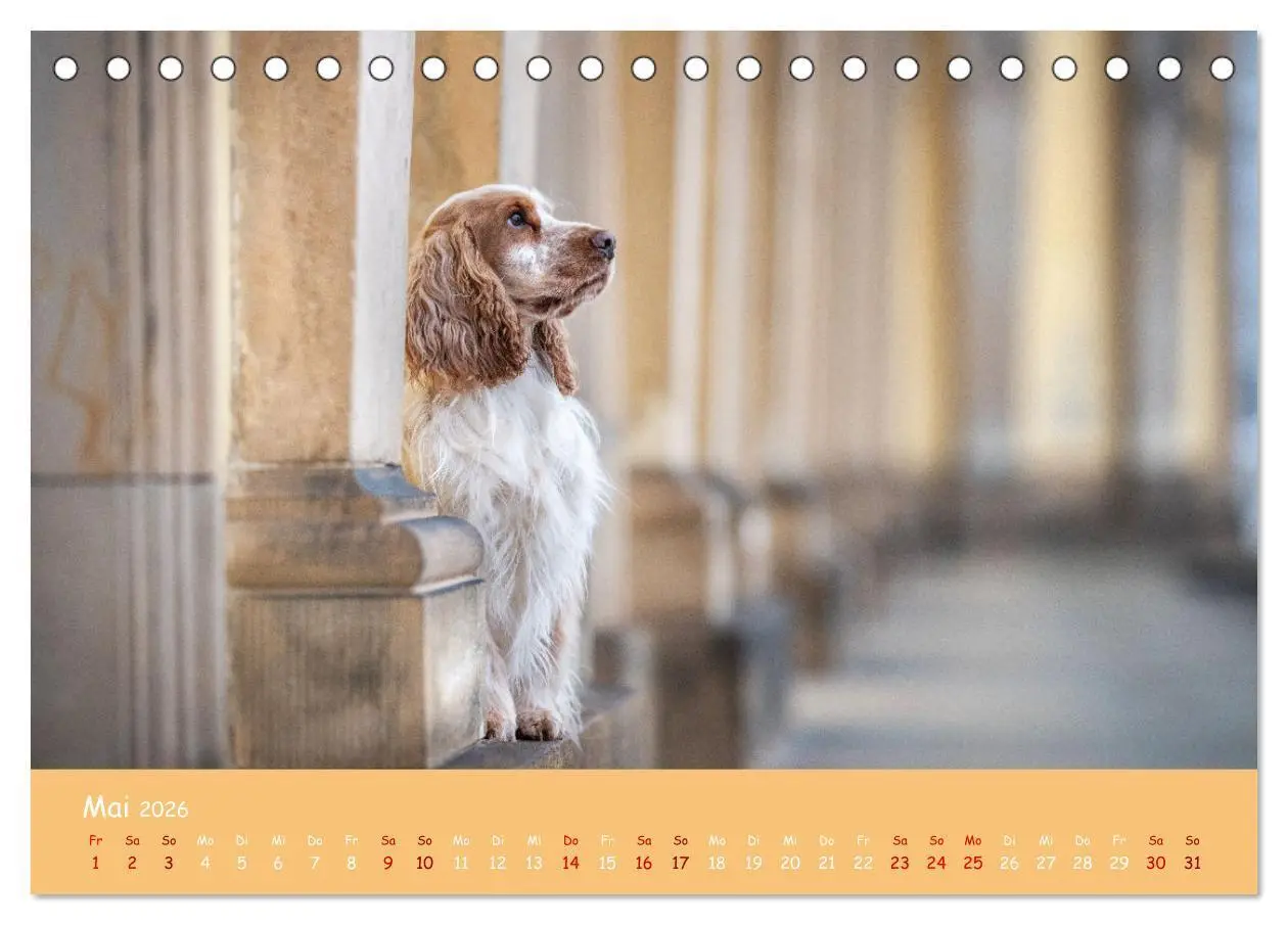 Bild: 9783457428030 | Englischer Cocker Spaniel (Tischkalender 2026 DIN A5 quer),...