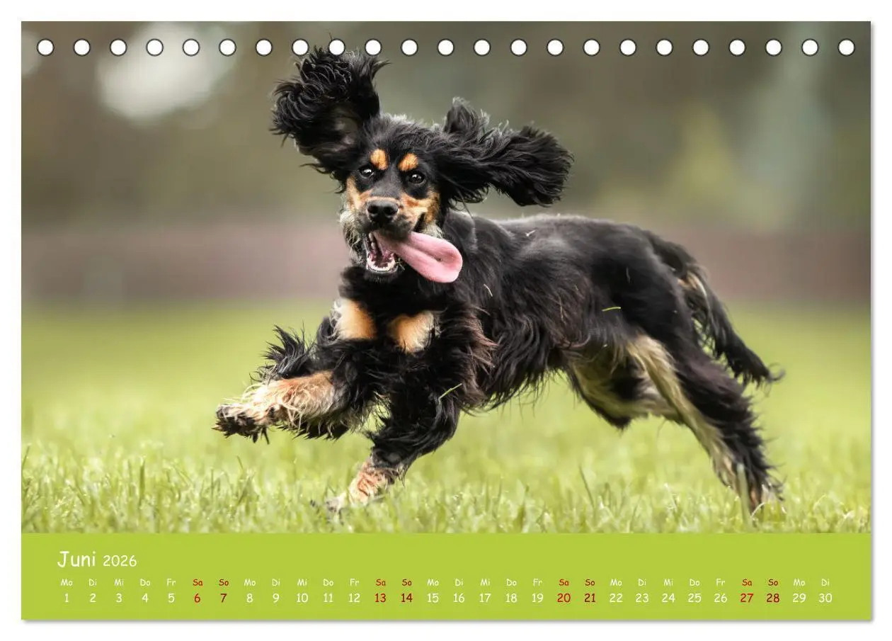 Bild: 9783457428030 | Englischer Cocker Spaniel (Tischkalender 2026 DIN A5 quer),...