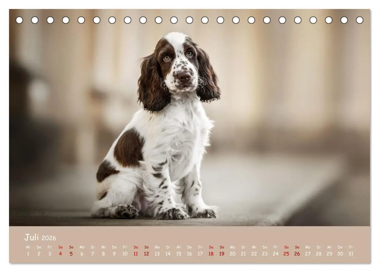 Bild: 9783457428030 | Englischer Cocker Spaniel (Tischkalender 2026 DIN A5 quer),...