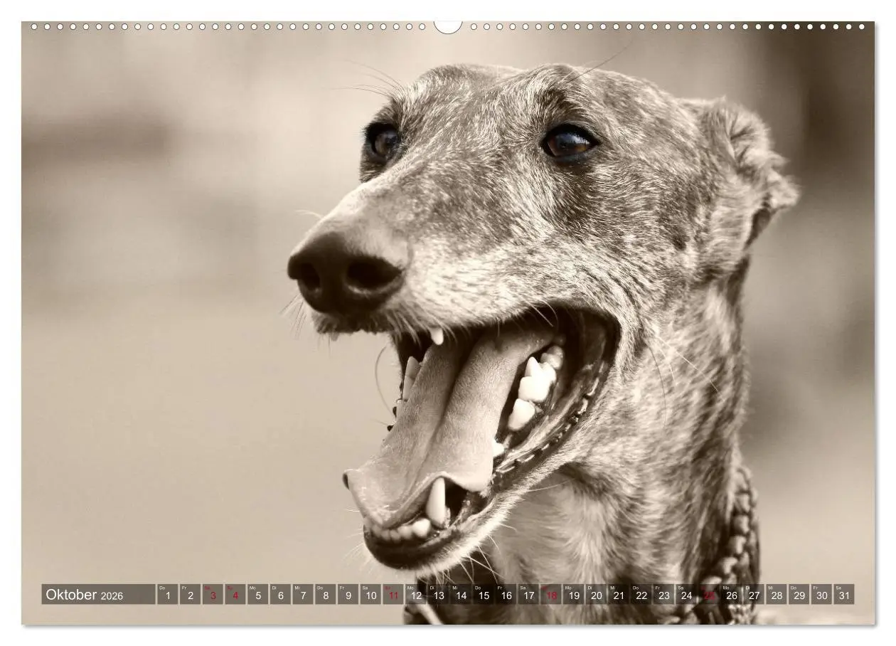 Bild: 9783457978030 | Galgo eye-catcher (hochwertiger Premium Wandkalender 2026 DIN A2...