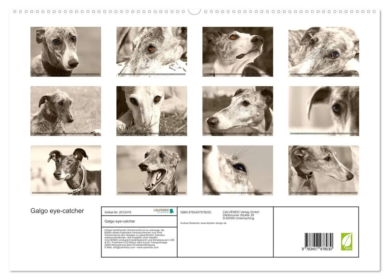 Bild: 9783457978030 | Galgo eye-catcher (hochwertiger Premium Wandkalender 2026 DIN A2...