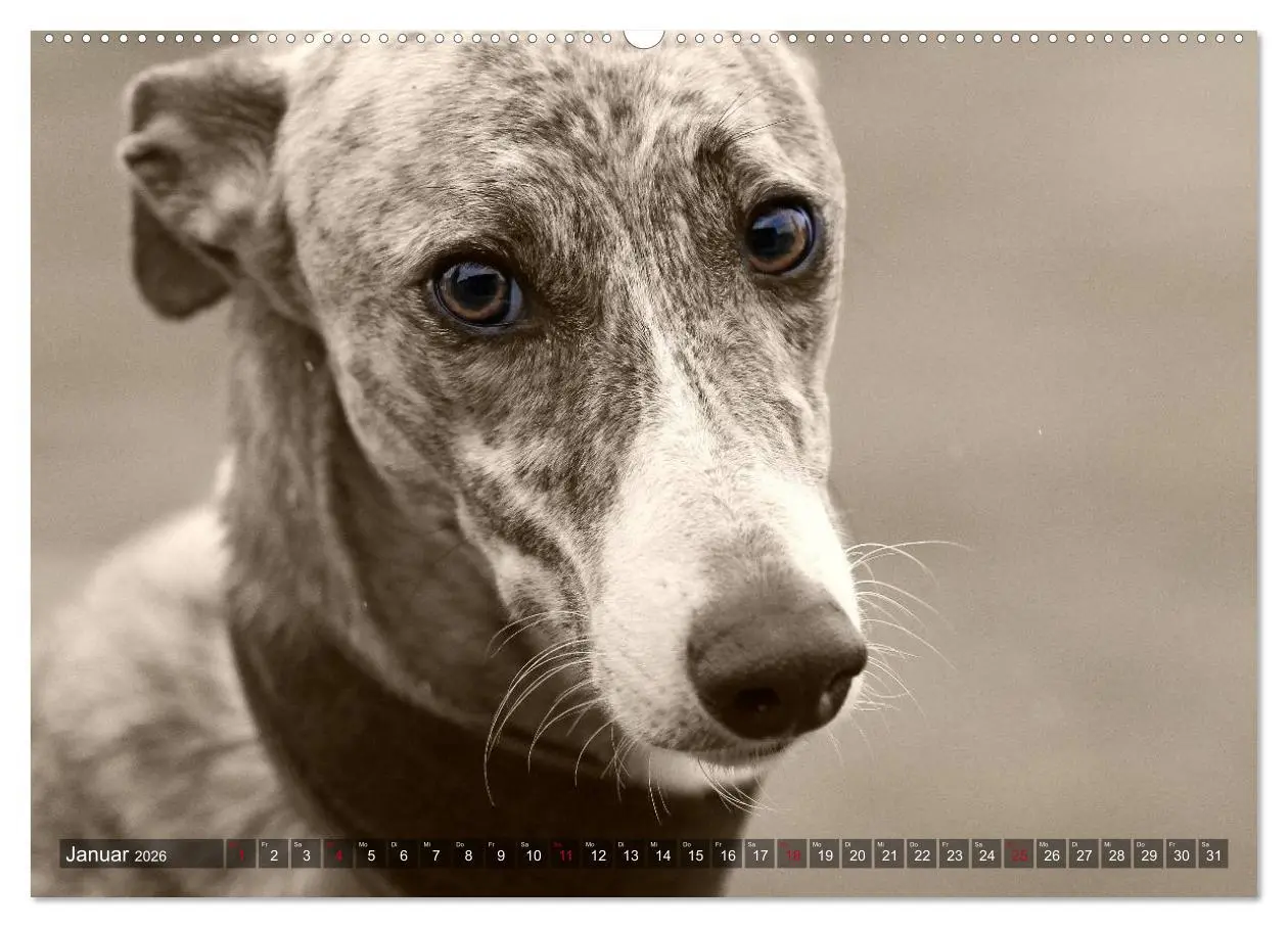 Bild: 9783457978030 | Galgo eye-catcher (hochwertiger Premium Wandkalender 2026 DIN A2...