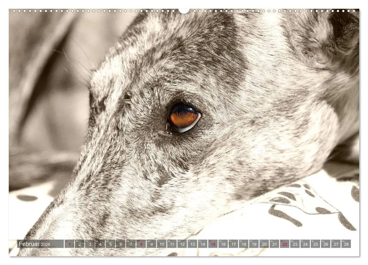 Bild: 9783457978030 | Galgo eye-catcher (hochwertiger Premium Wandkalender 2026 DIN A2...