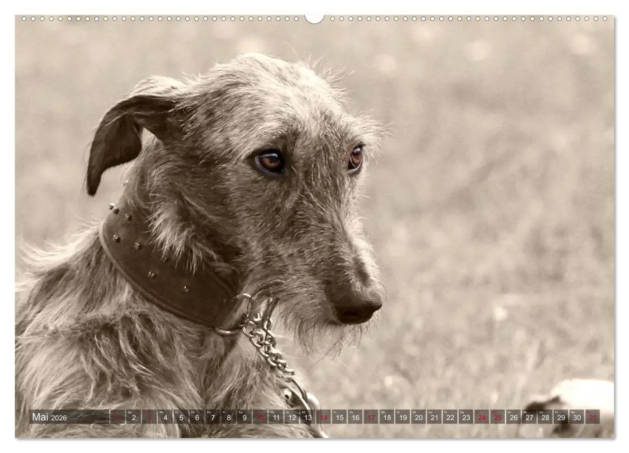 Bild: 9783457978030 | Galgo eye-catcher (hochwertiger Premium Wandkalender 2026 DIN A2...