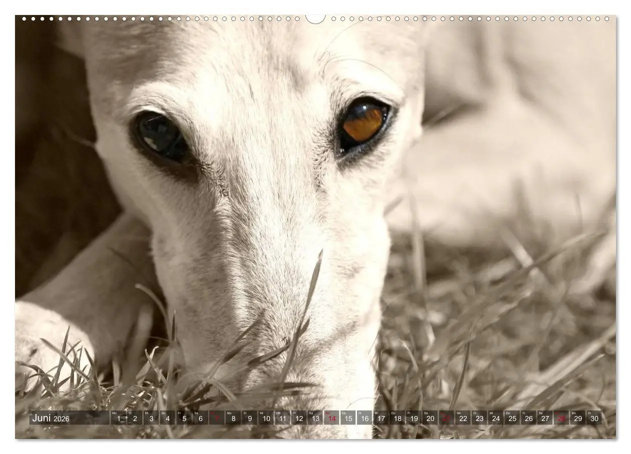 Bild: 9783457978030 | Galgo eye-catcher (hochwertiger Premium Wandkalender 2026 DIN A2...