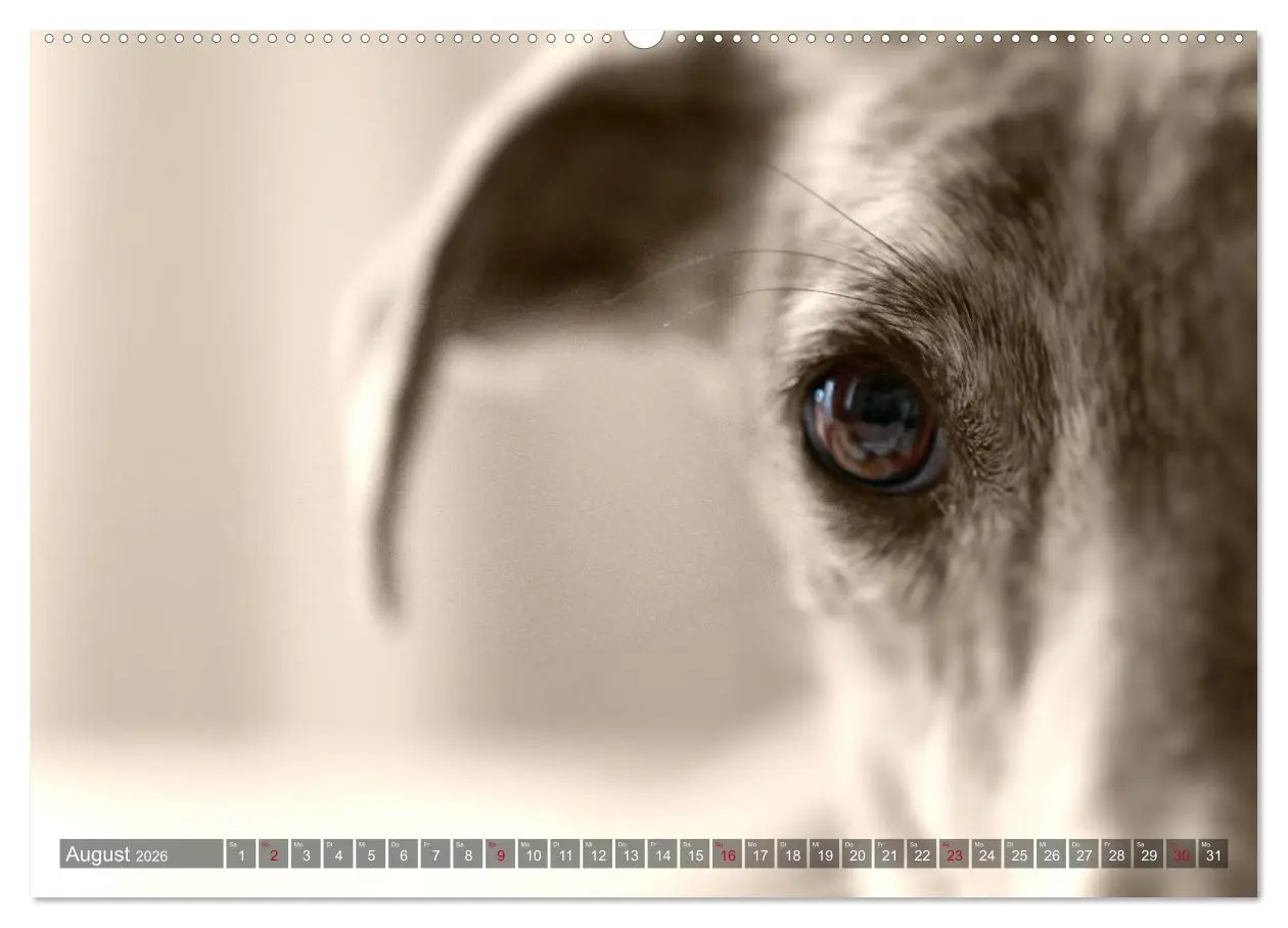 Bild: 9783457978030 | Galgo eye-catcher (hochwertiger Premium Wandkalender 2026 DIN A2...