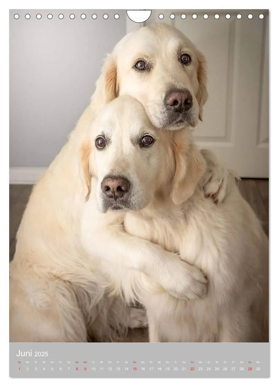 Bild: 9783435948130 | Grace und Cuba - Zwei liebenswerte Golden Retriever (Wandkalender...