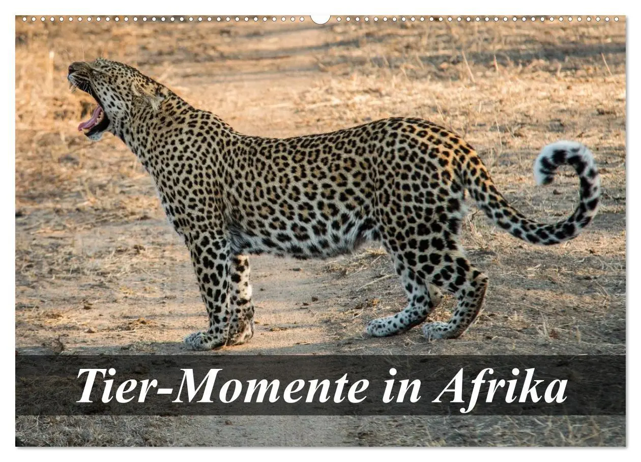 Cover: 9783516058130 | Tier-Momente in Afrika (Wandkalender 2026 DIN A2 quer), CALVENDO...