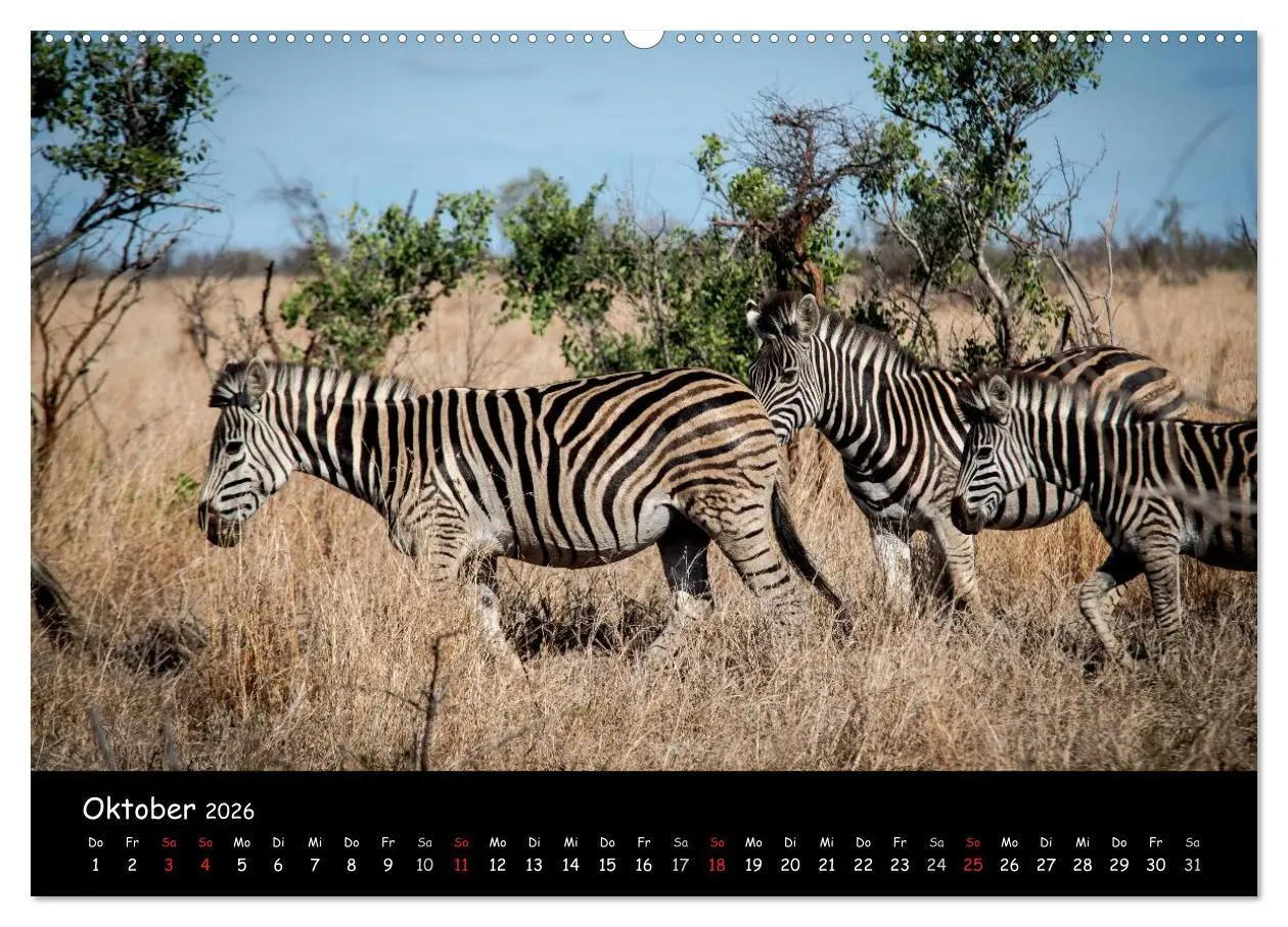 Bild: 9783516058130 | Tier-Momente in Afrika (Wandkalender 2026 DIN A2 quer), CALVENDO...