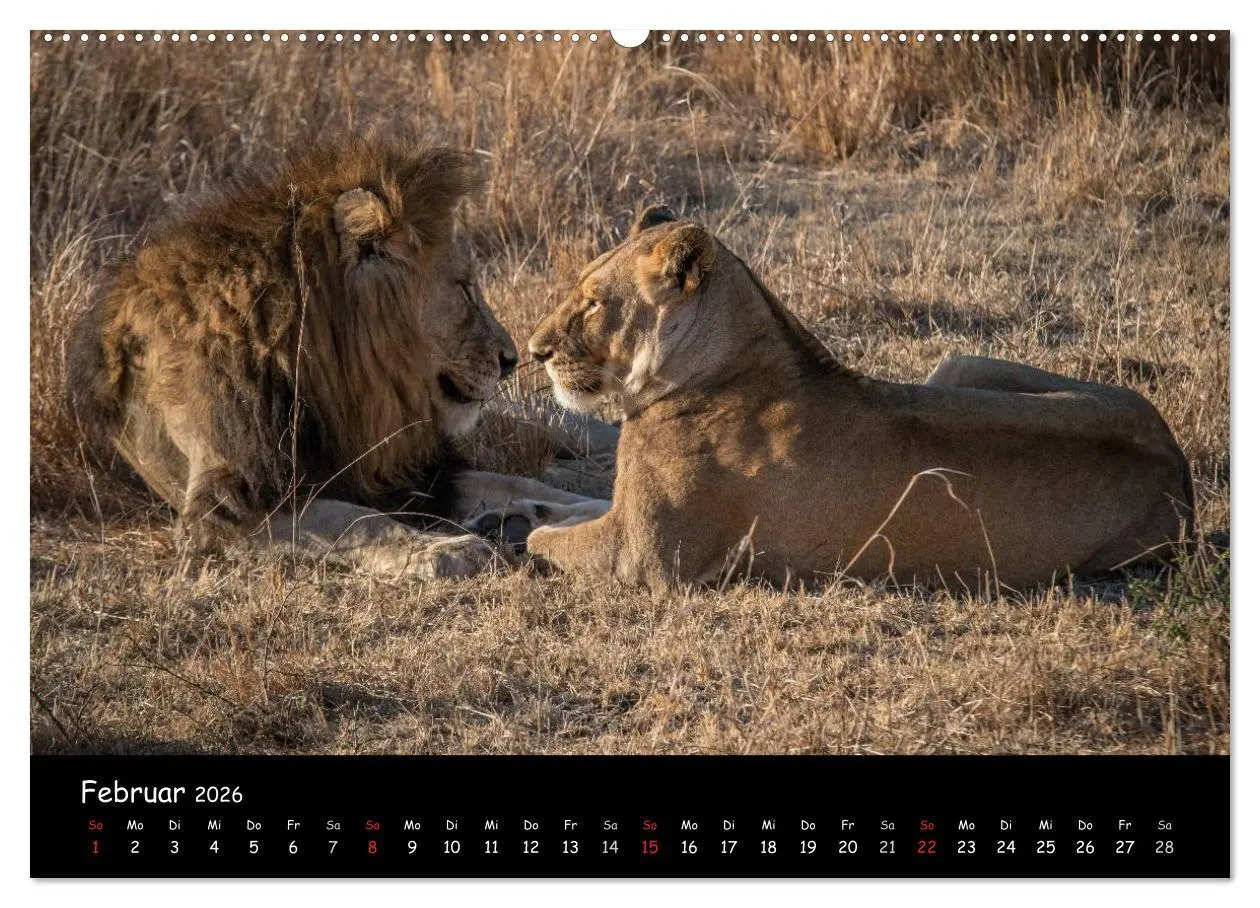 Bild: 9783516058130 | Tier-Momente in Afrika (Wandkalender 2026 DIN A2 quer), CALVENDO...