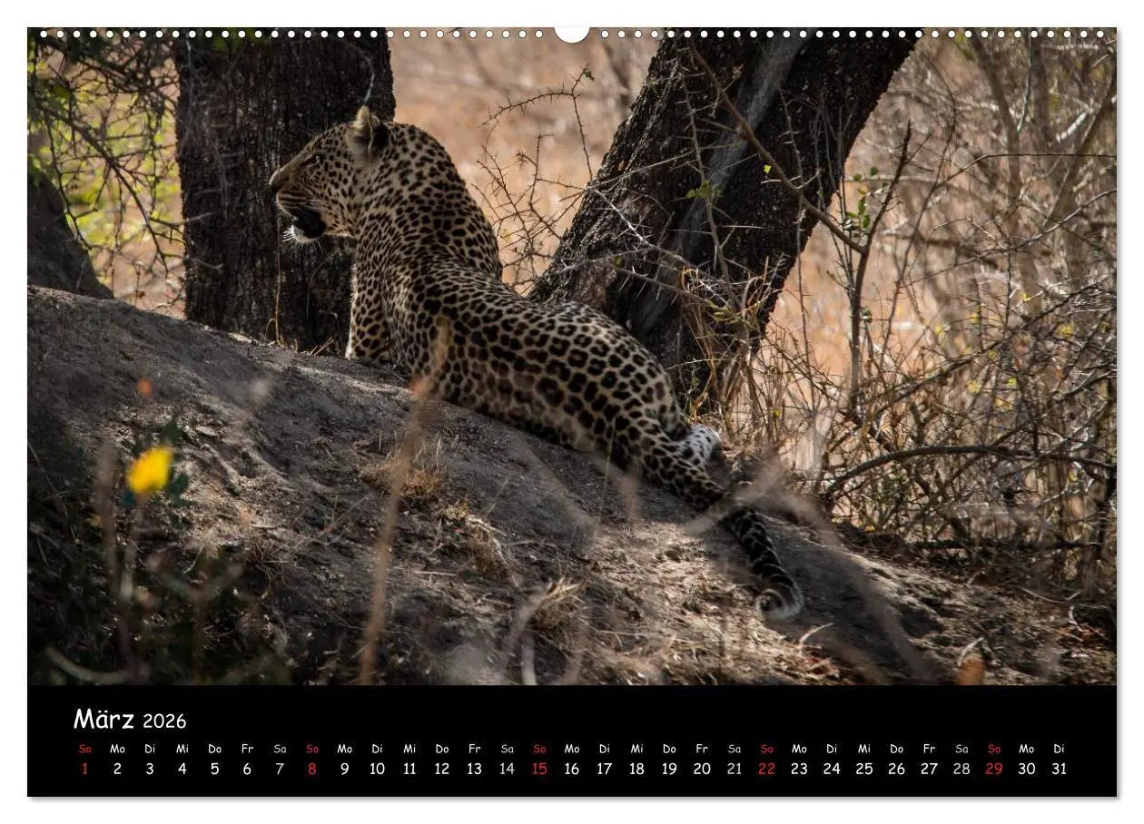 Bild: 9783516058130 | Tier-Momente in Afrika (Wandkalender 2026 DIN A2 quer), CALVENDO...