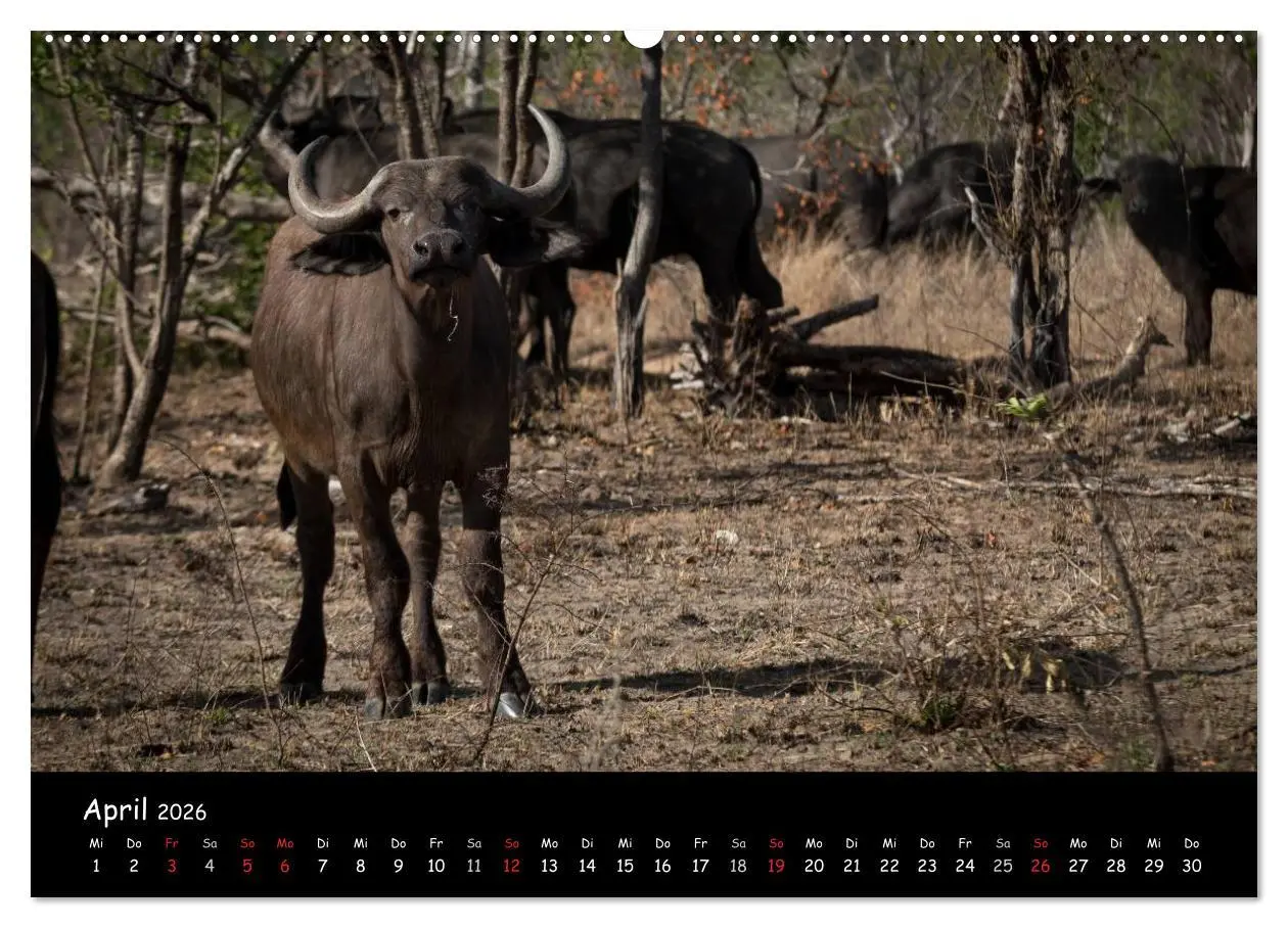 Bild: 9783516058130 | Tier-Momente in Afrika (Wandkalender 2026 DIN A2 quer), CALVENDO...