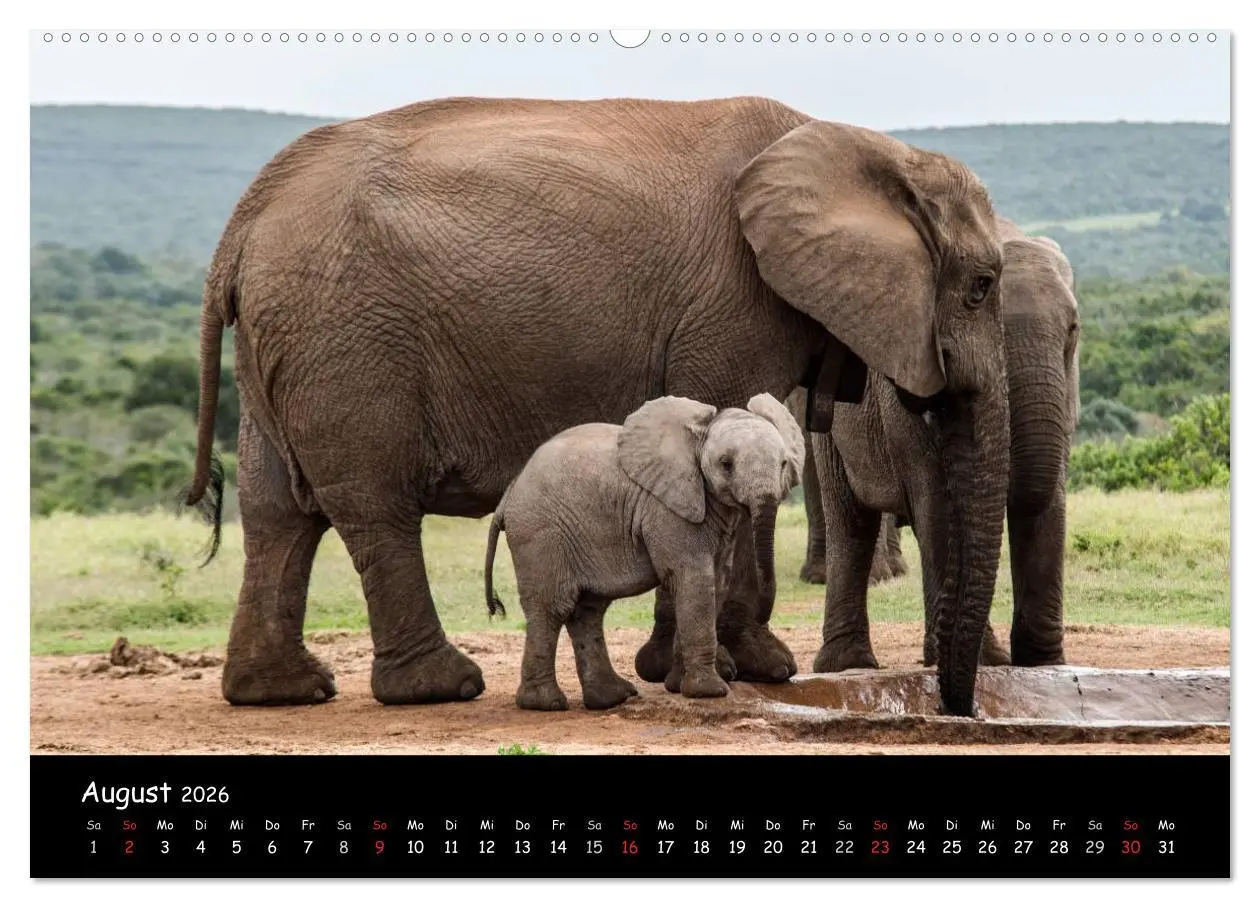 Bild: 9783516058130 | Tier-Momente in Afrika (Wandkalender 2026 DIN A2 quer), CALVENDO...