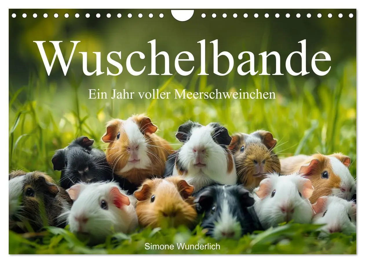 Cover: 9783457338230 | Wuschelbande - Ein Jahr voller Meerschweinchen (Wandkalender 2026...