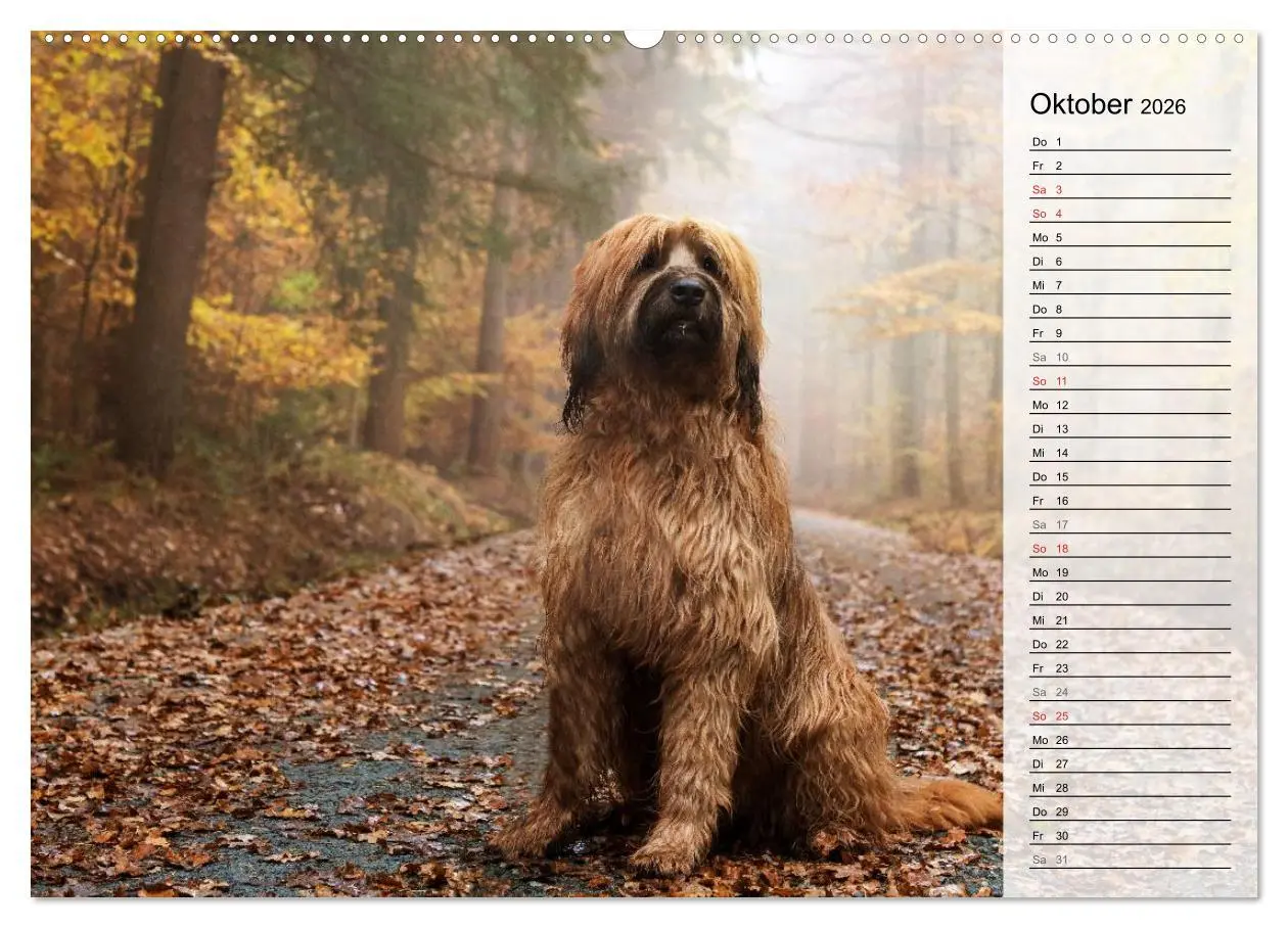 Bild: 9783457948330 | Der Briard 2026 - Ein echter Charmeur (hochwertiger Premium...