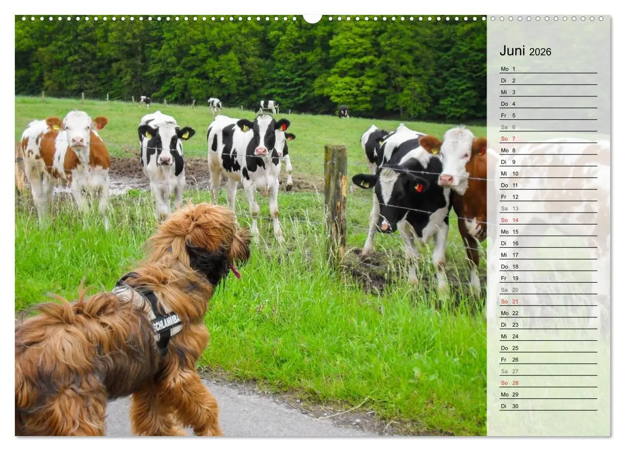Bild: 9783457948330 | Der Briard 2026 - Ein echter Charmeur (hochwertiger Premium...