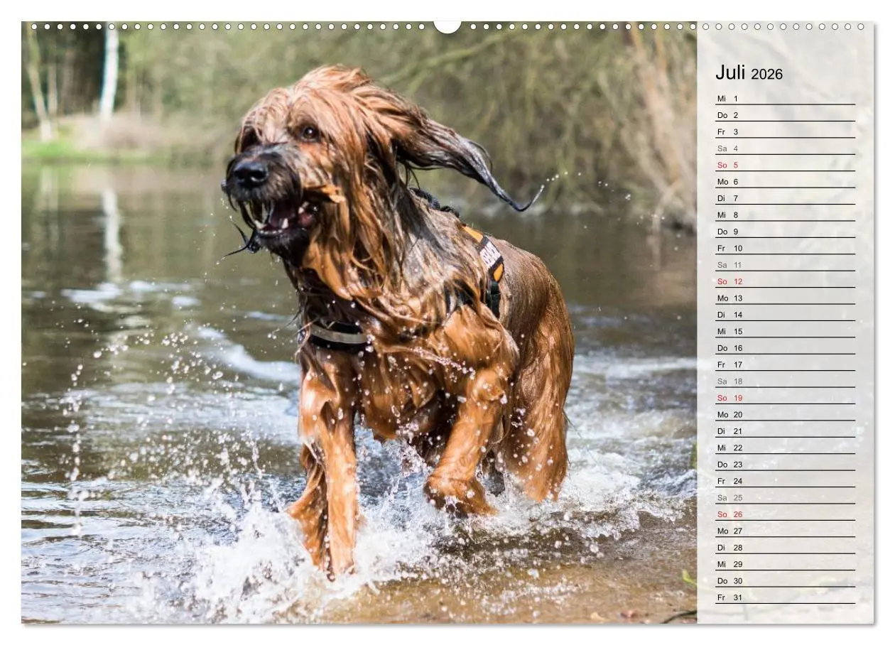 Bild: 9783457948330 | Der Briard 2026 - Ein echter Charmeur (hochwertiger Premium...