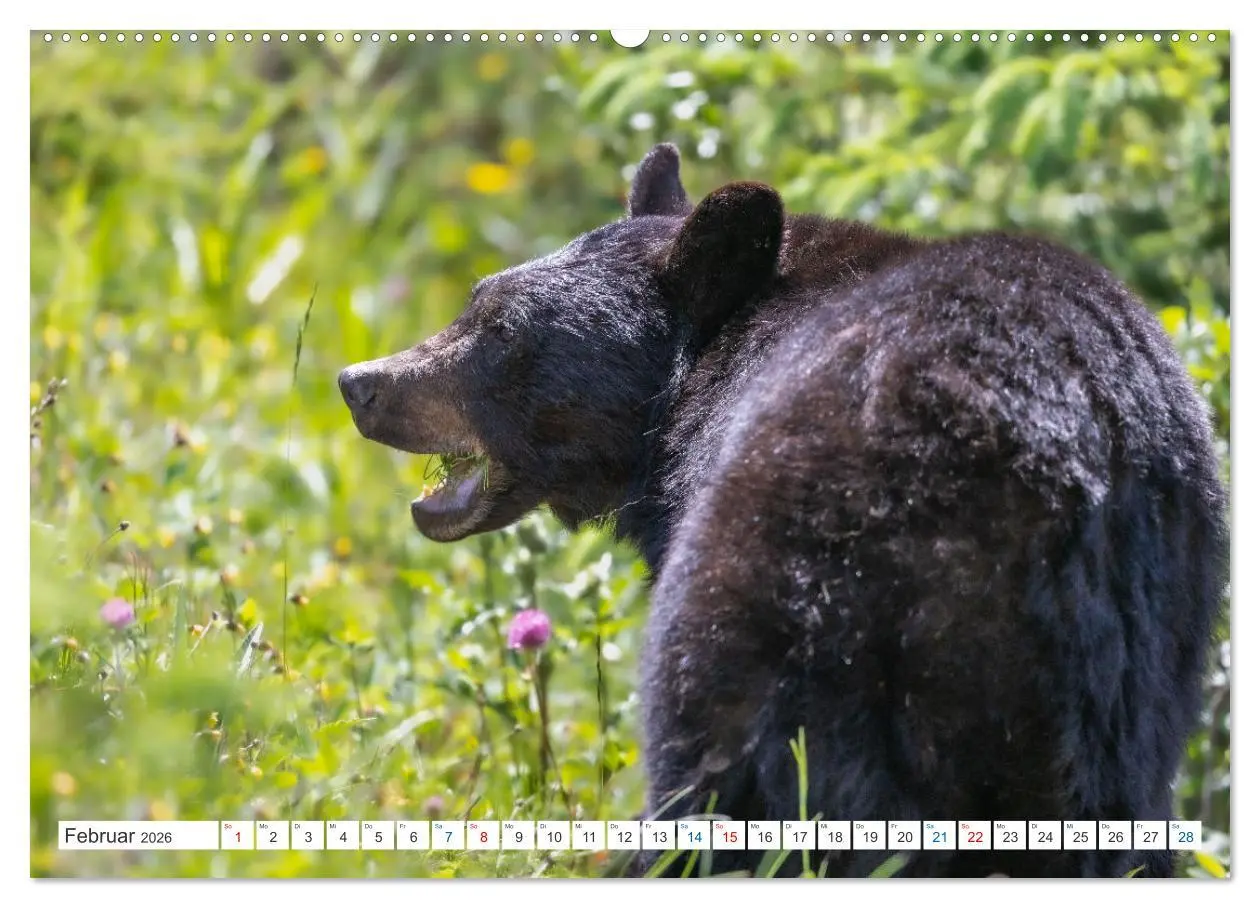 Bild: 9783457558430 | Kanadas Tierwelt - Bären, Wale und vieles mehr (hochwertiger...