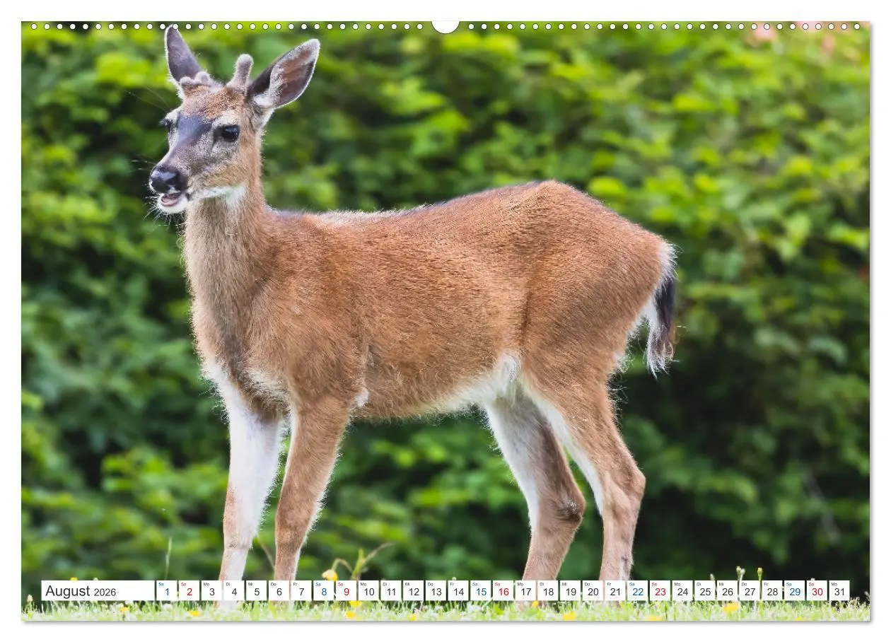 Bild: 9783457558430 | Kanadas Tierwelt - Bären, Wale und vieles mehr (hochwertiger...