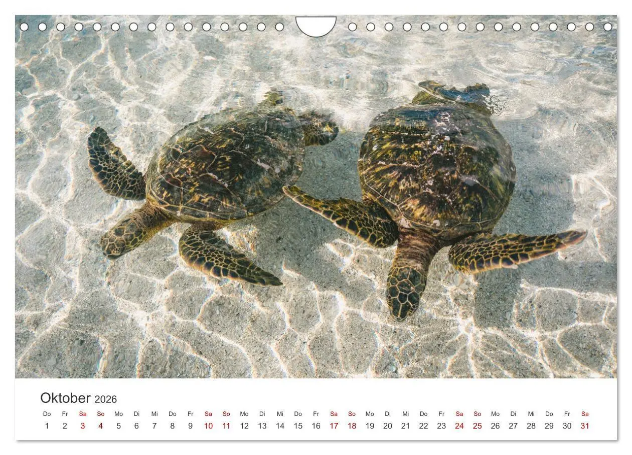 Bild: 9783457608630 | Schildkröten - Die gepanzerten Tiere. (Wandkalender 2026 DIN A4...