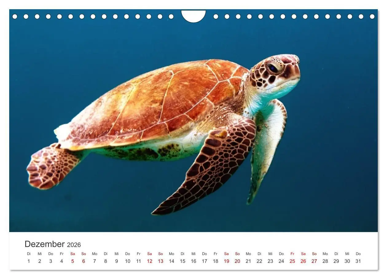 Bild: 9783457608630 | Schildkröten - Die gepanzerten Tiere. (Wandkalender 2026 DIN A4...