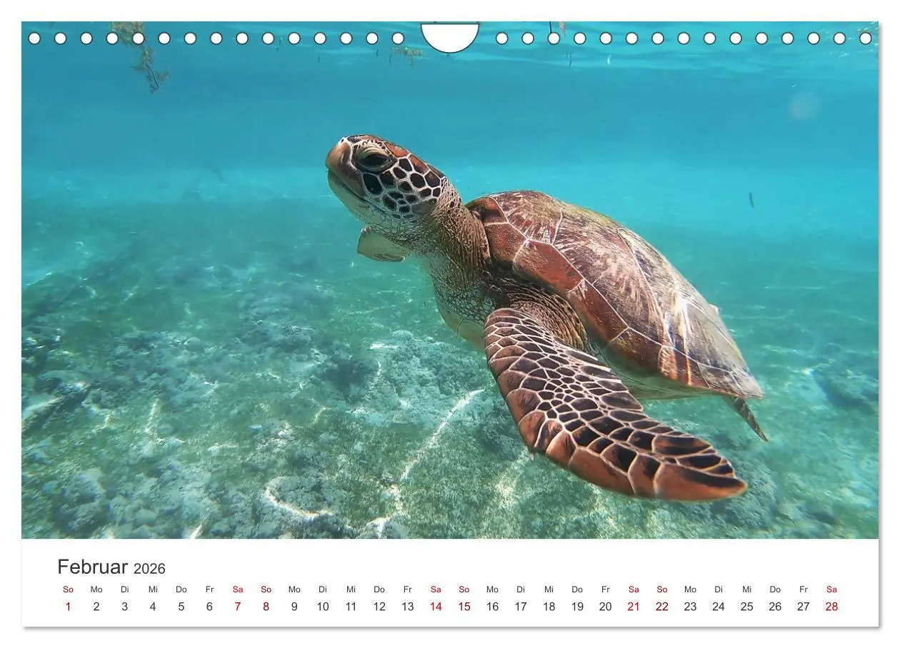 Bild: 9783457608630 | Schildkröten - Die gepanzerten Tiere. (Wandkalender 2026 DIN A4...