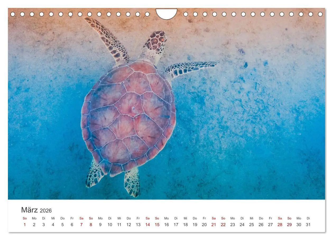 Bild: 9783457608630 | Schildkröten - Die gepanzerten Tiere. (Wandkalender 2026 DIN A4...