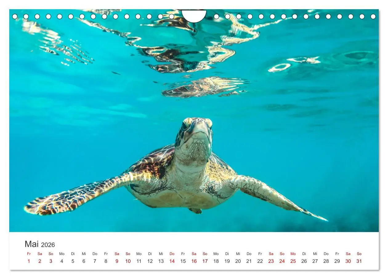 Bild: 9783457608630 | Schildkröten - Die gepanzerten Tiere. (Wandkalender 2026 DIN A4...