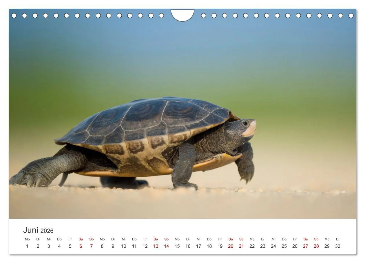 Bild: 9783457608630 | Schildkröten - Die gepanzerten Tiere. (Wandkalender 2026 DIN A4...