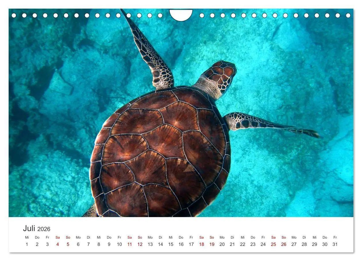 Bild: 9783457608630 | Schildkröten - Die gepanzerten Tiere. (Wandkalender 2026 DIN A4...