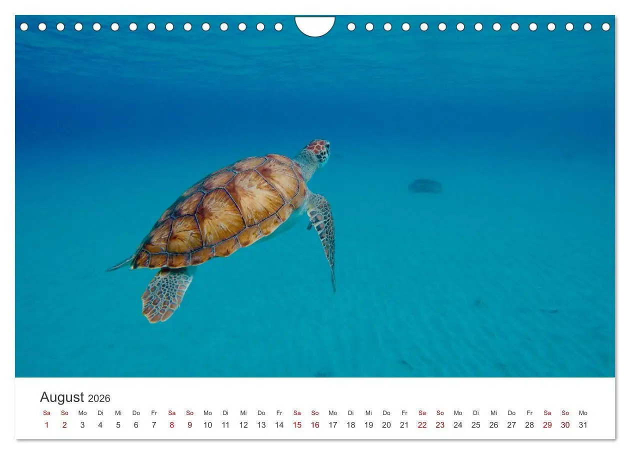 Bild: 9783457608630 | Schildkröten - Die gepanzerten Tiere. (Wandkalender 2026 DIN A4...