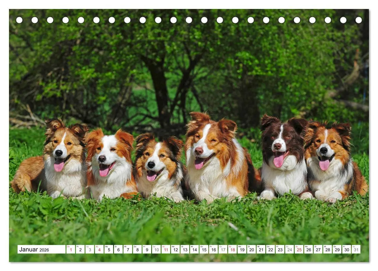Bild: 9783457918630 | Traumhund Border Collie (Tischkalender 2026 DIN A5 quer), CALVENDO...