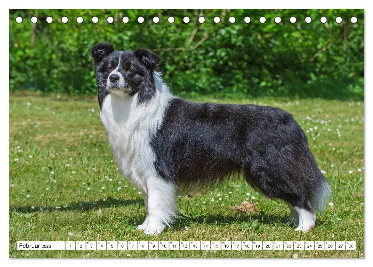 Bild: 9783457918630 | Traumhund Border Collie (Tischkalender 2026 DIN A5 quer), CALVENDO...