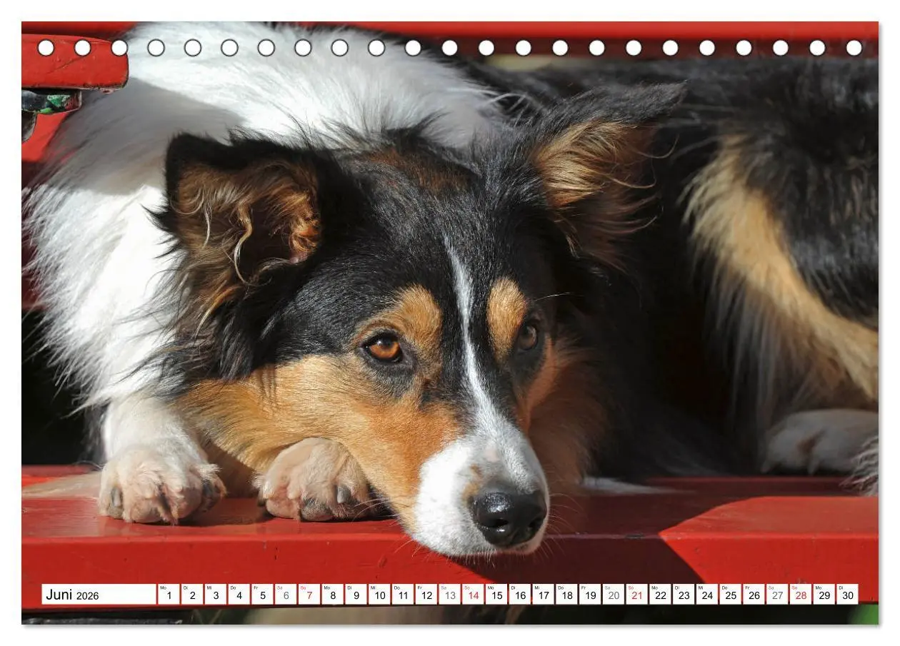 Bild: 9783457918630 | Traumhund Border Collie (Tischkalender 2026 DIN A5 quer), CALVENDO...