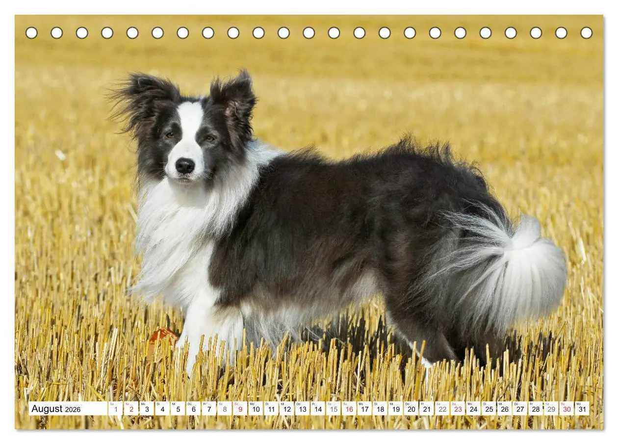Bild: 9783457918630 | Traumhund Border Collie (Tischkalender 2026 DIN A5 quer), CALVENDO...