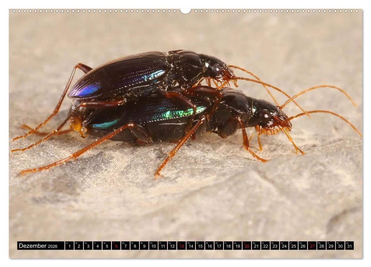 Bild: 9783457458730 | LAUFKÄFER - CARABIDAE (hochwertiger Premium Wandkalender 2026 DIN...
