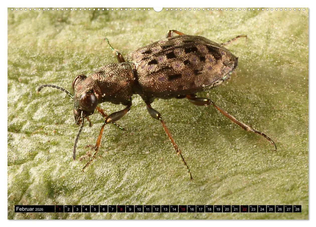Bild: 9783457458730 | LAUFKÄFER - CARABIDAE (hochwertiger Premium Wandkalender 2026 DIN...