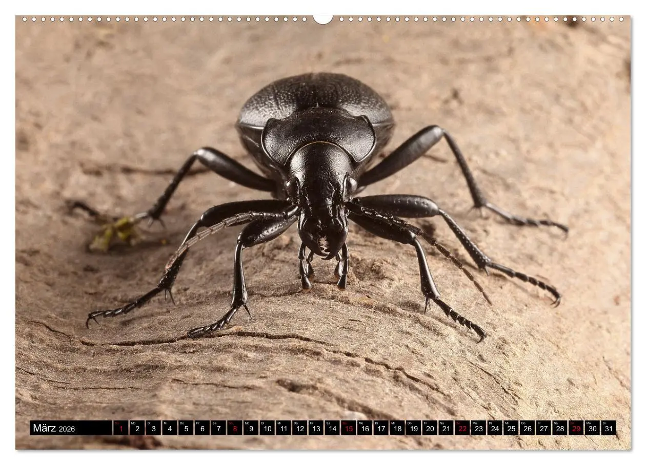 Bild: 9783457458730 | LAUFKÄFER - CARABIDAE (hochwertiger Premium Wandkalender 2026 DIN...